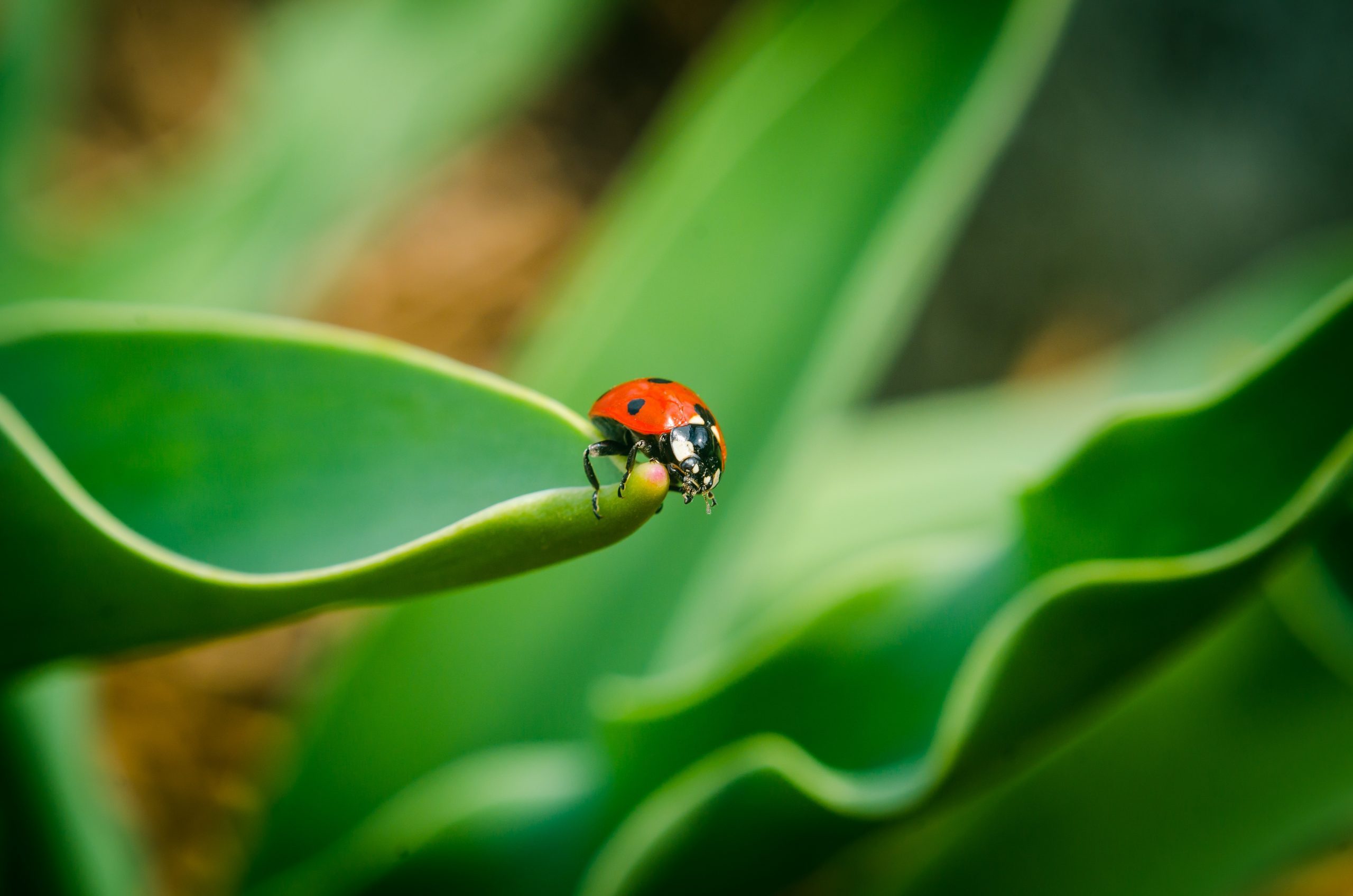 10 Scary Facts Behind the World’s Most Adorable Animals