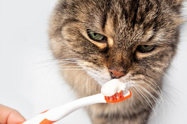 Is Dental Disease in Cats Fatal: Warning Signs & Prevention Tips