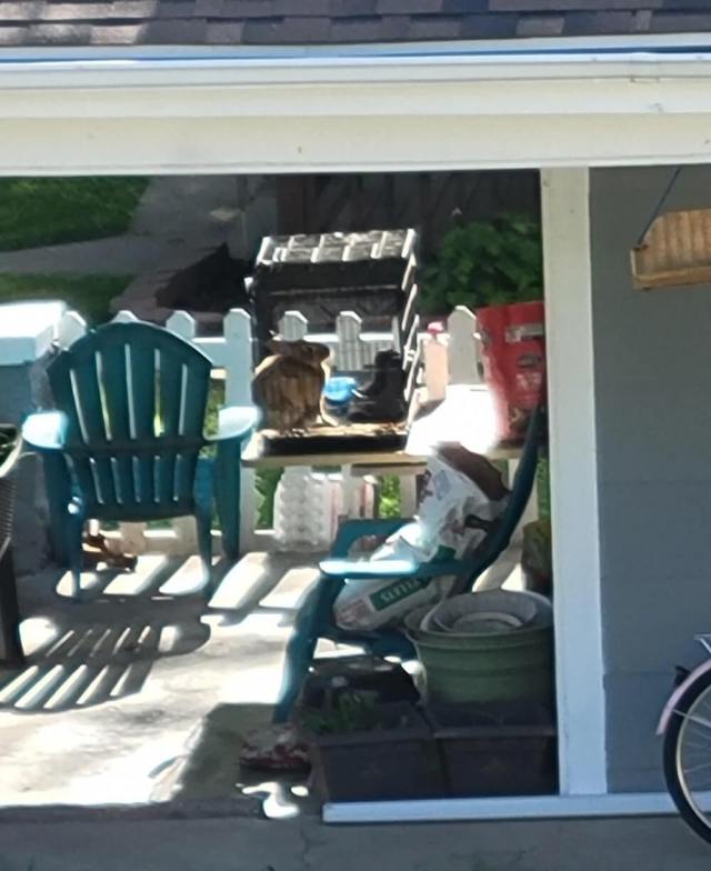 Homeowner distraught after witnessing disturbing scene in neighbor's ...