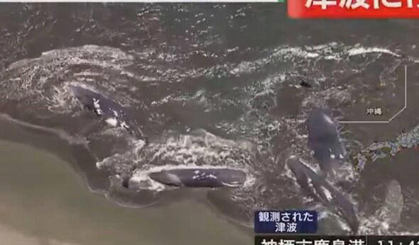 What time is the tsunami expected to hit hawaii pacific time