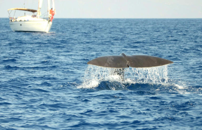 capodogli alle eolie