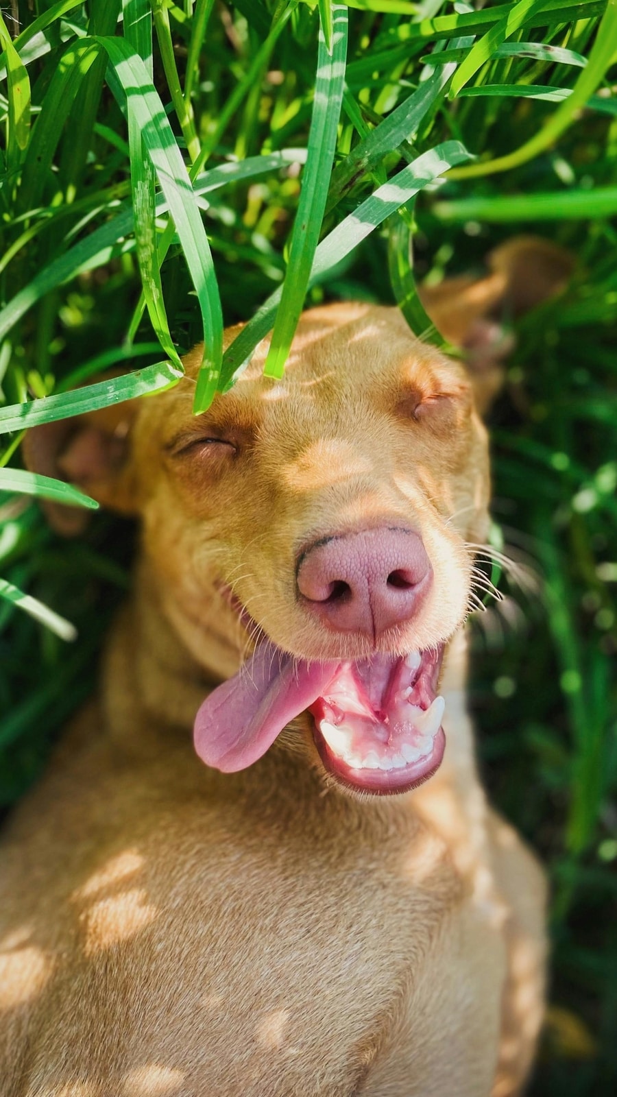 First aid tips every pet owner should know