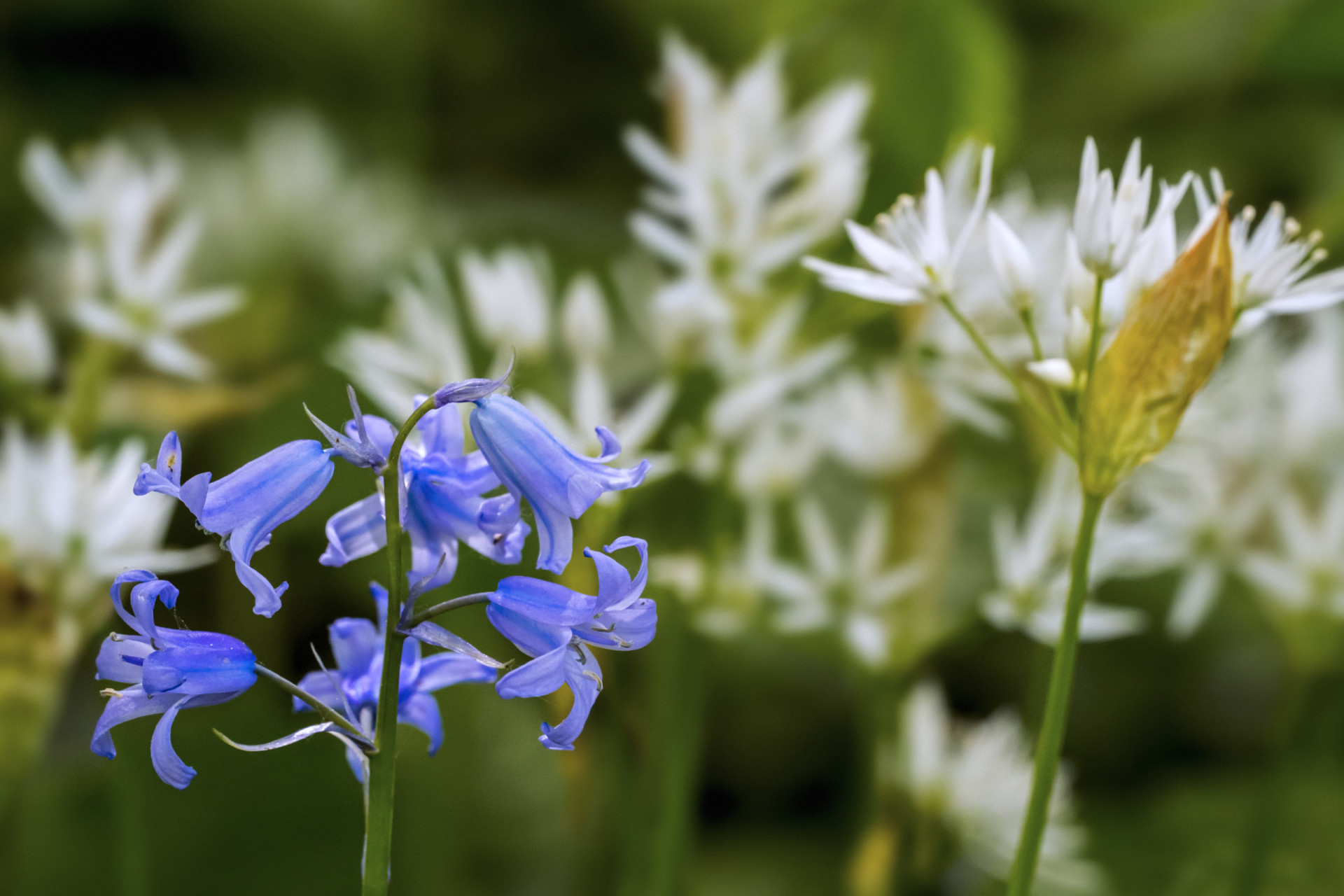 Why is the color blue rare in nature?