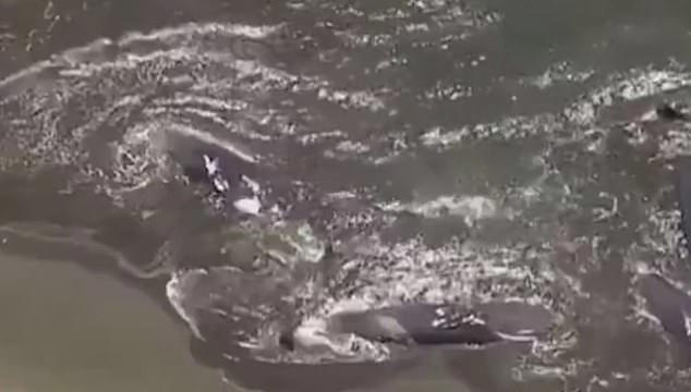 Tsunami japan whales