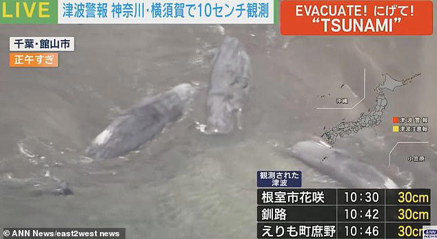 Tsunami japan whales