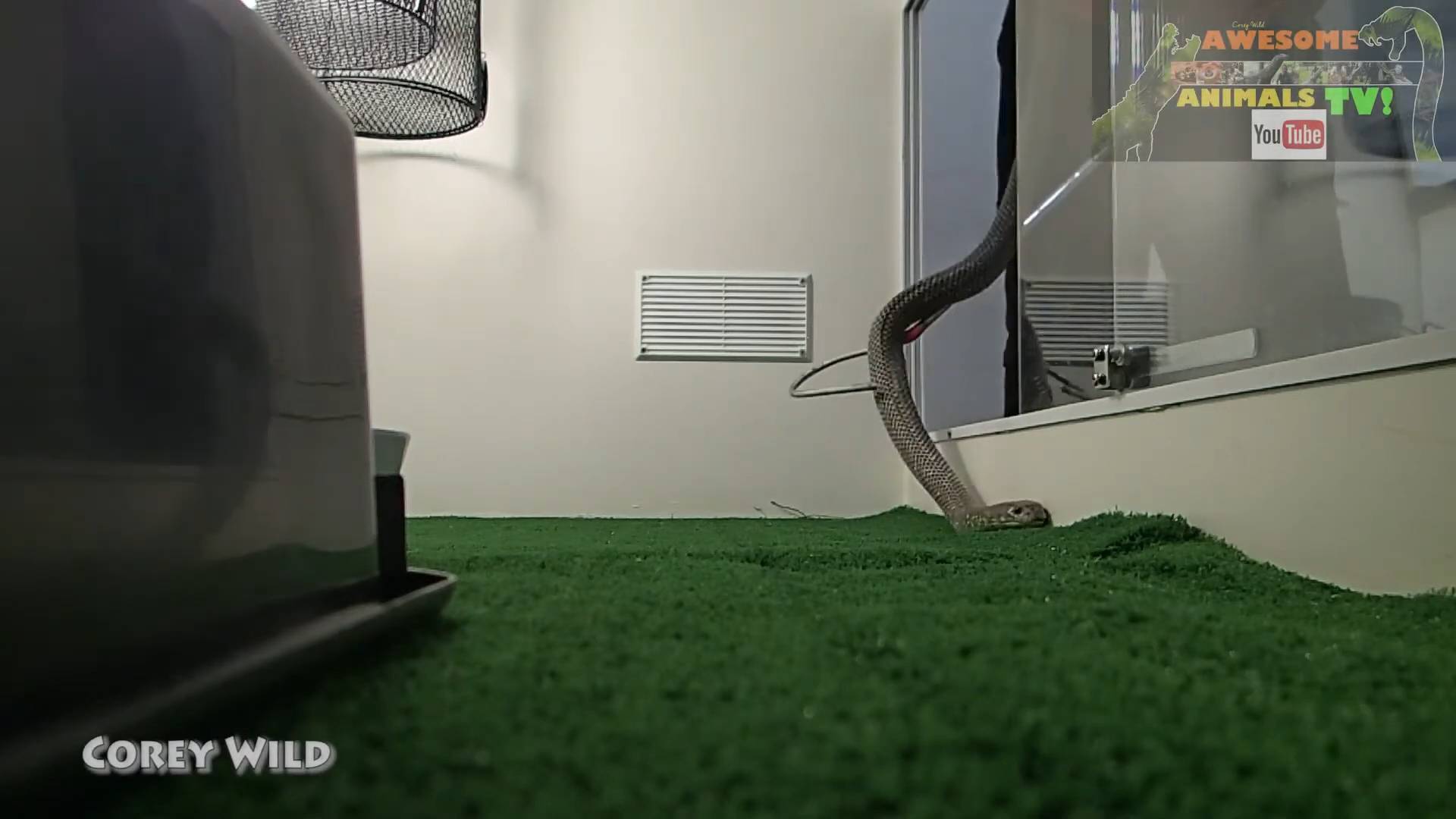 Venomous snakes in Australia | King brown snake