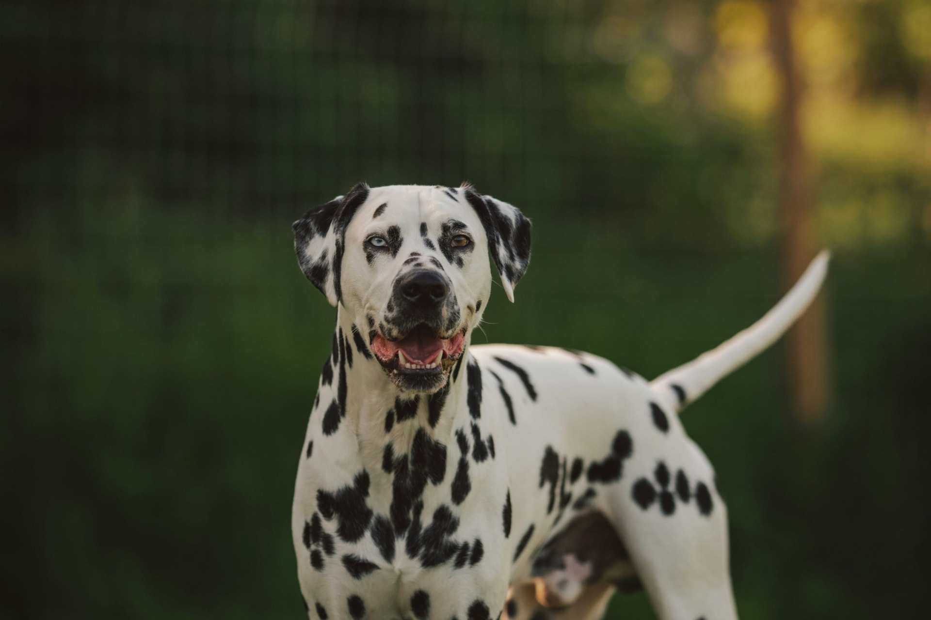 Speckled Dog Breeds: Discover Unique Canine Patterns