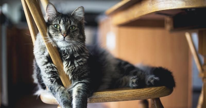 10 Tanda Kucing Betina Sedang Birahi yang Wajib Diperhatikan