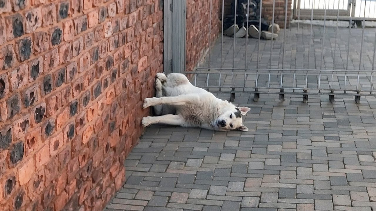 Funniest Animal Videos Guaranteed To Boost Your Mood