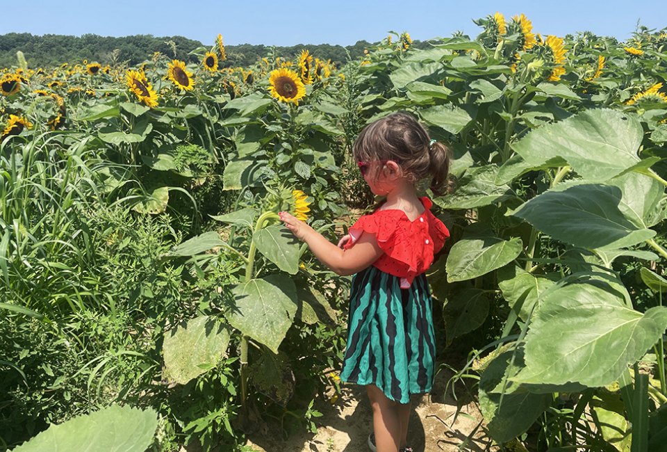 kutztown-fair-celebrate-norway-indie-author-book-fair-and-more-fun