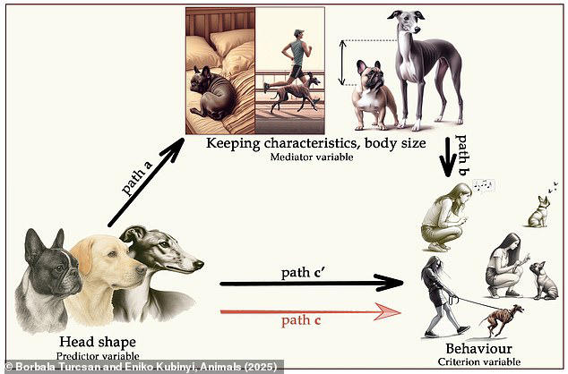 What Cat And Dog Breeds Have Unhealthy Traits: Shocking Truths Revealed