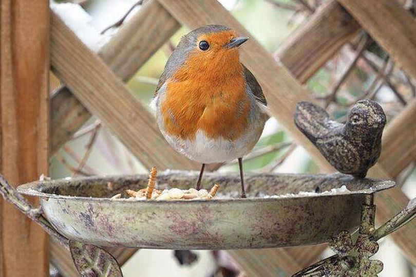 What Fruit to Put on Bird Feeder: Top Choices to Attract Birds