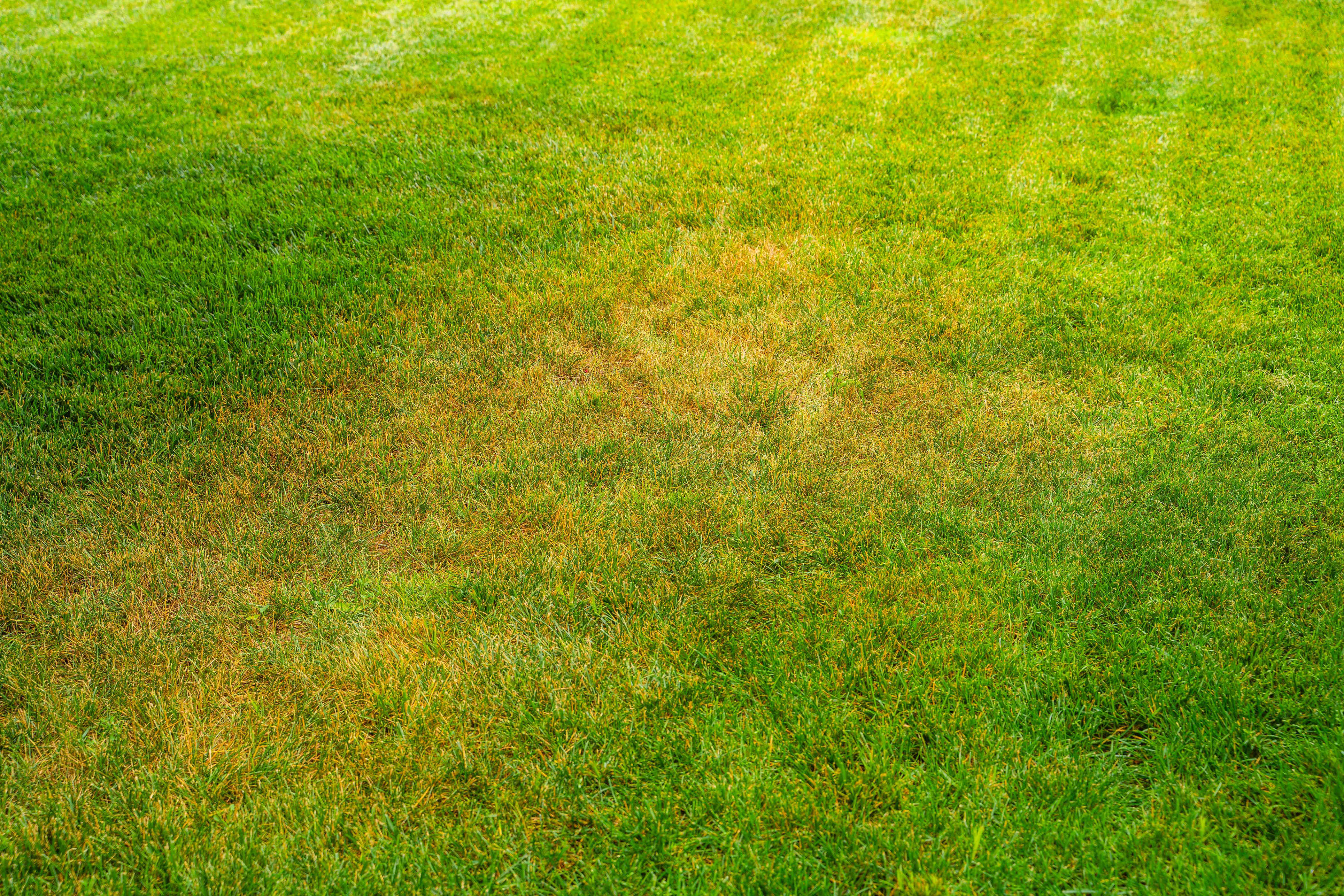 Why your lawn might still look brown even if you're watering enough ...