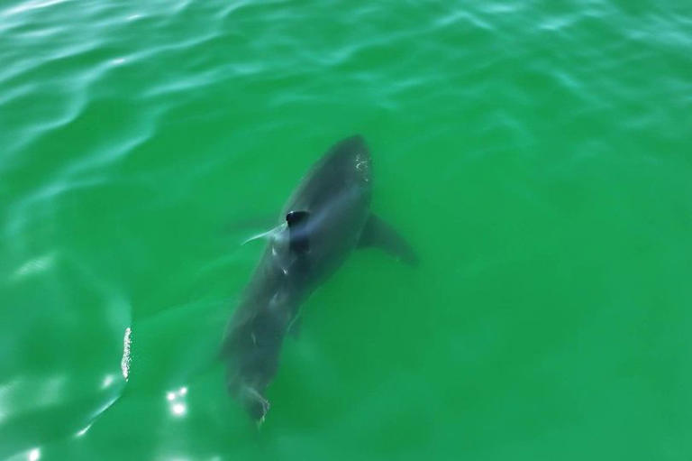 Rare drone footage shows 15-foot great white shark filmed swimming yards  from California beach
