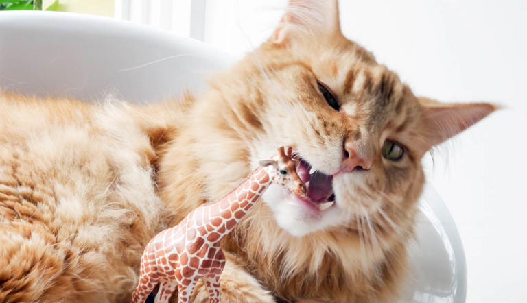Why Do Cats Eat Plastic: Surprising Reasons Explained
