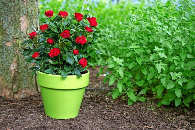 Potted Roses Made Easy: Best Tips and Varieties