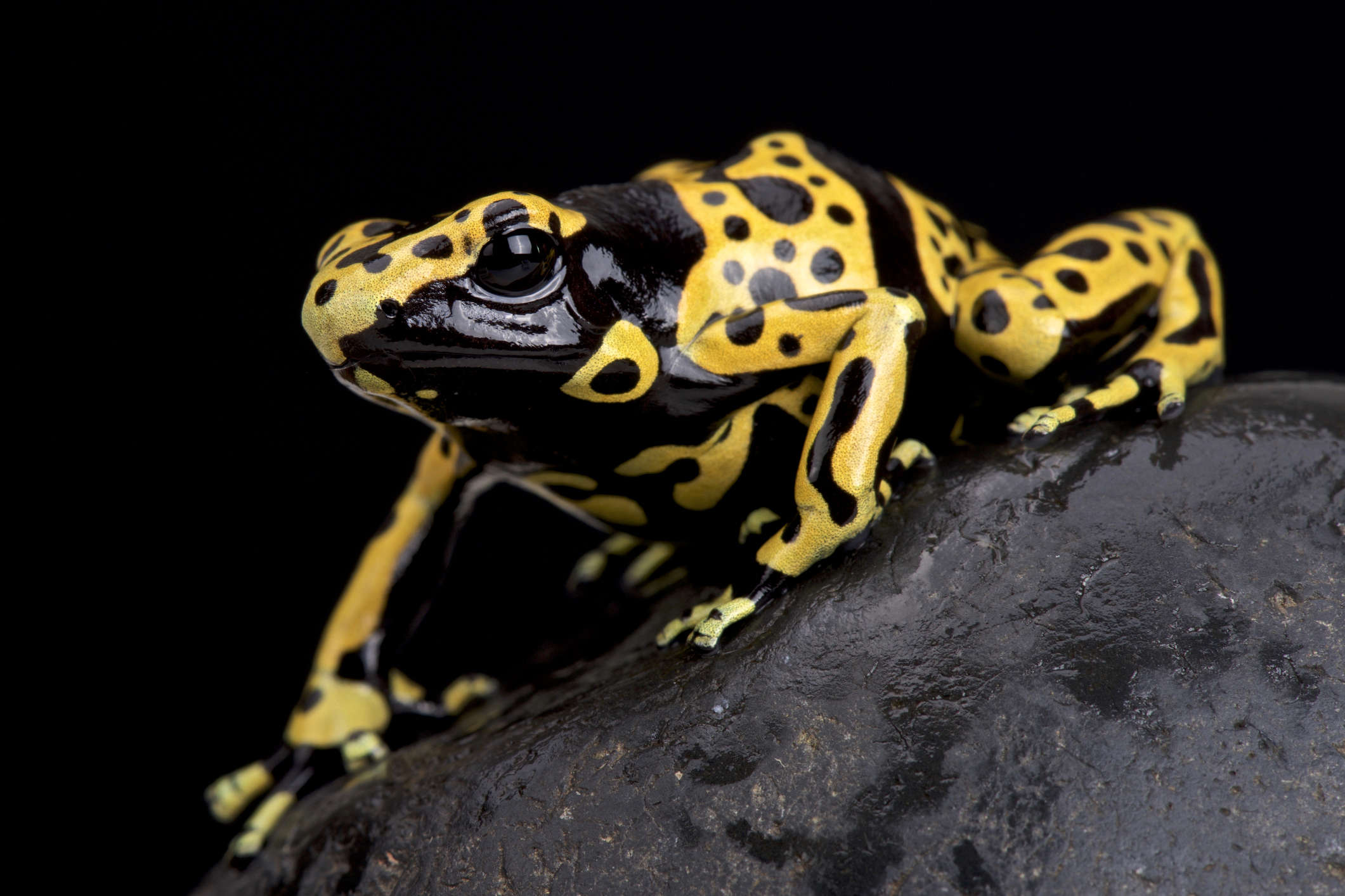 5. Golden Poison Dart Frogs: A Major Danger?