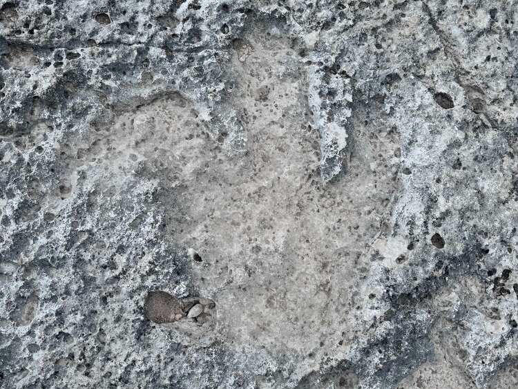 Tracks found in Central Texas are believed to belong to the Acrocanthosaurus dinosaur, which has also left footprints behind in Glen Rose. (Travis County )