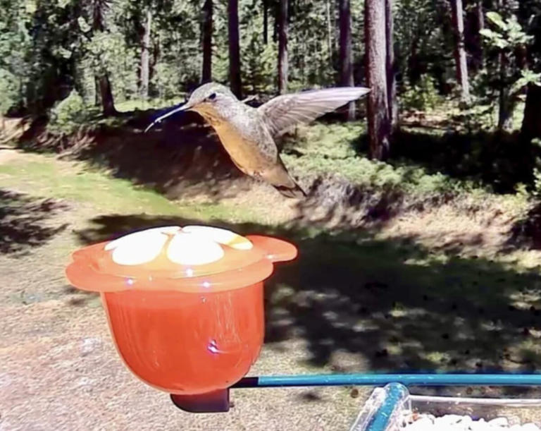 Will Birds Destroy a Bird Feeder? Shocking Truth Revealed!