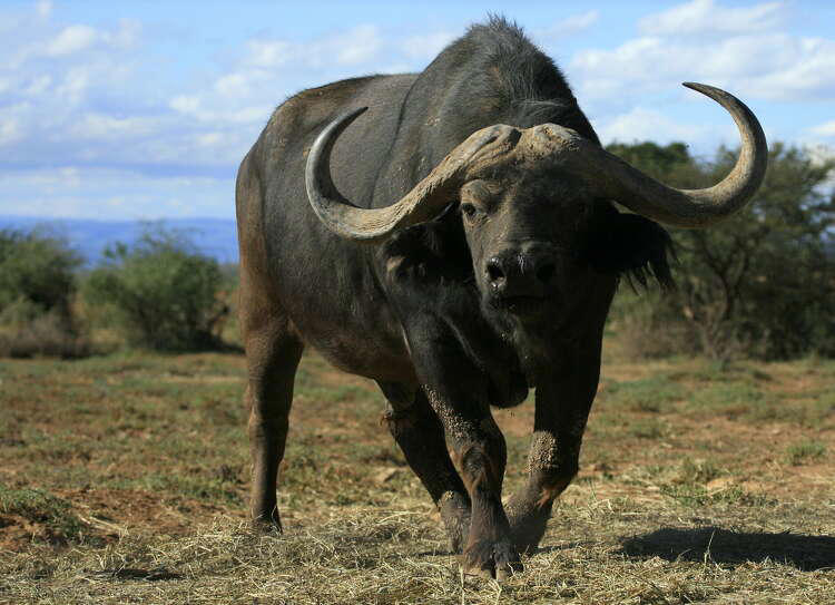 Dallas millionaire gored to death by buffalo in South Africa