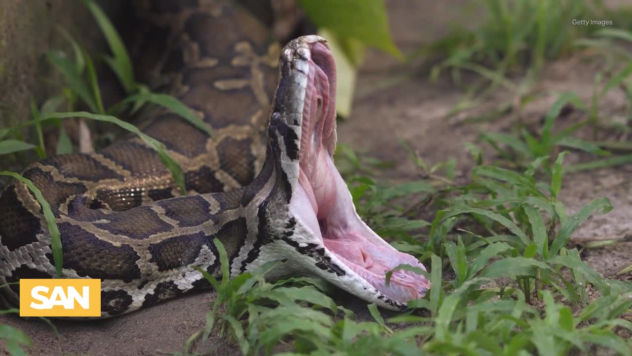 Florida deploys robotic rabbits to remove invasive pythons from Everglades