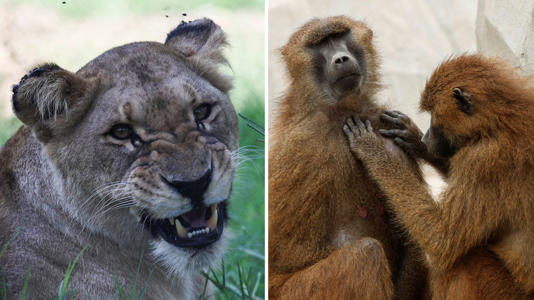 These are not the specific animals involved. File pics: Reuters