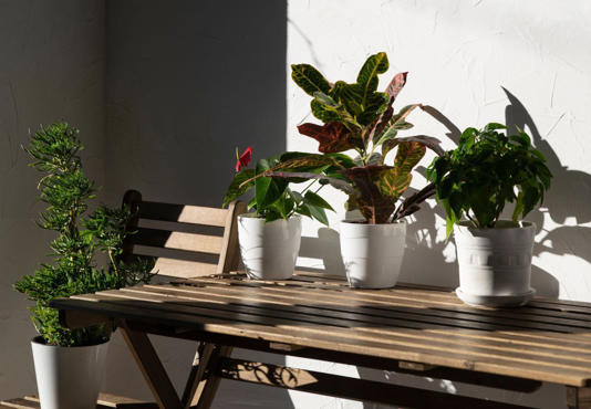 Por qué colocar café en las plantas