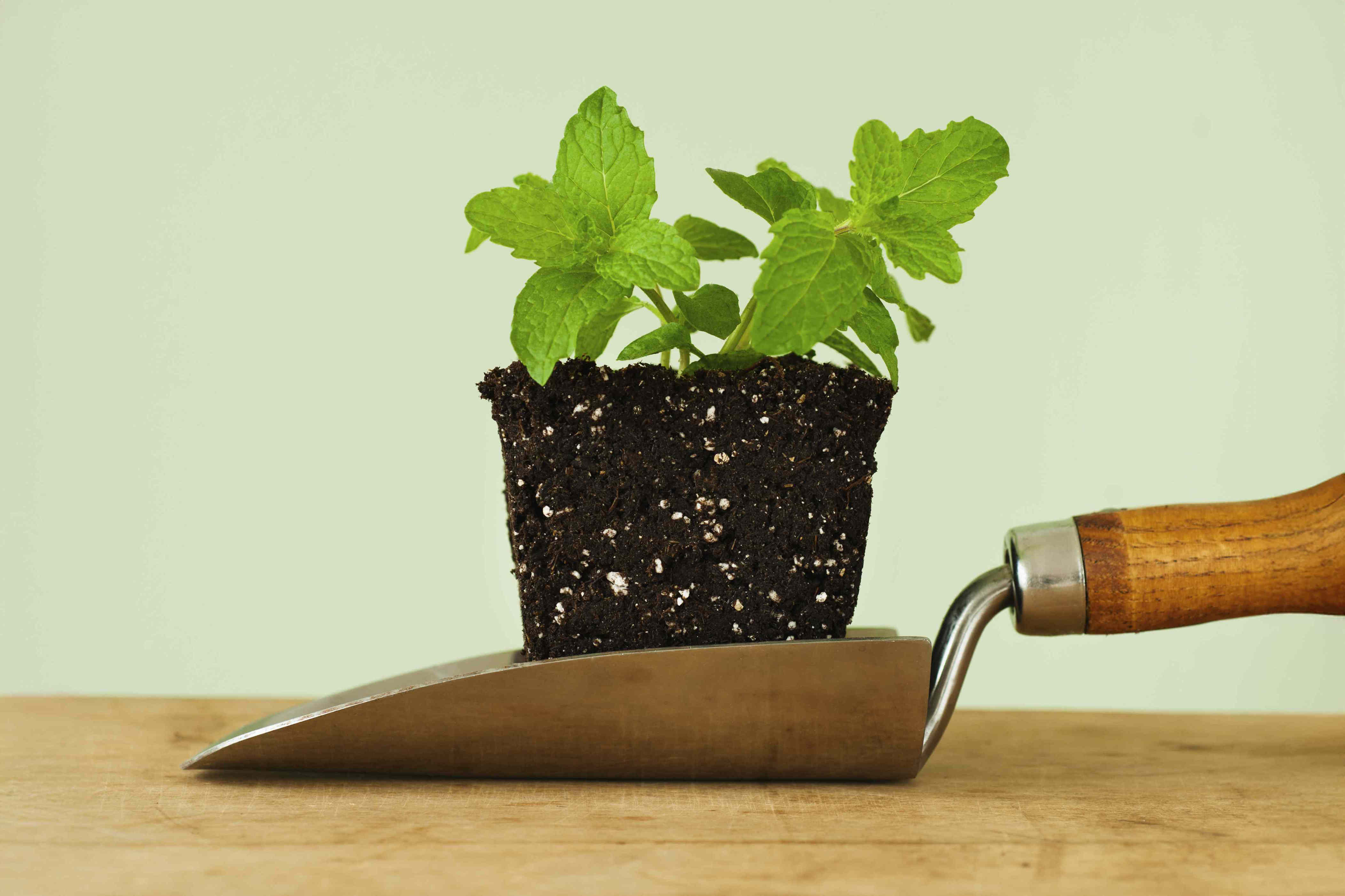 Gardeners Agree: This Common Planting Mistake Is Sabotaging Your Seeds ...