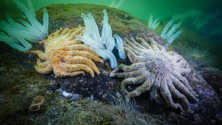 Mystery of why sea stars keep turning into goo finally solved — and it's not  what scientists thought