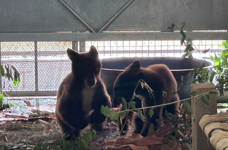 Orphaned bears thriving after experimental fall release in California