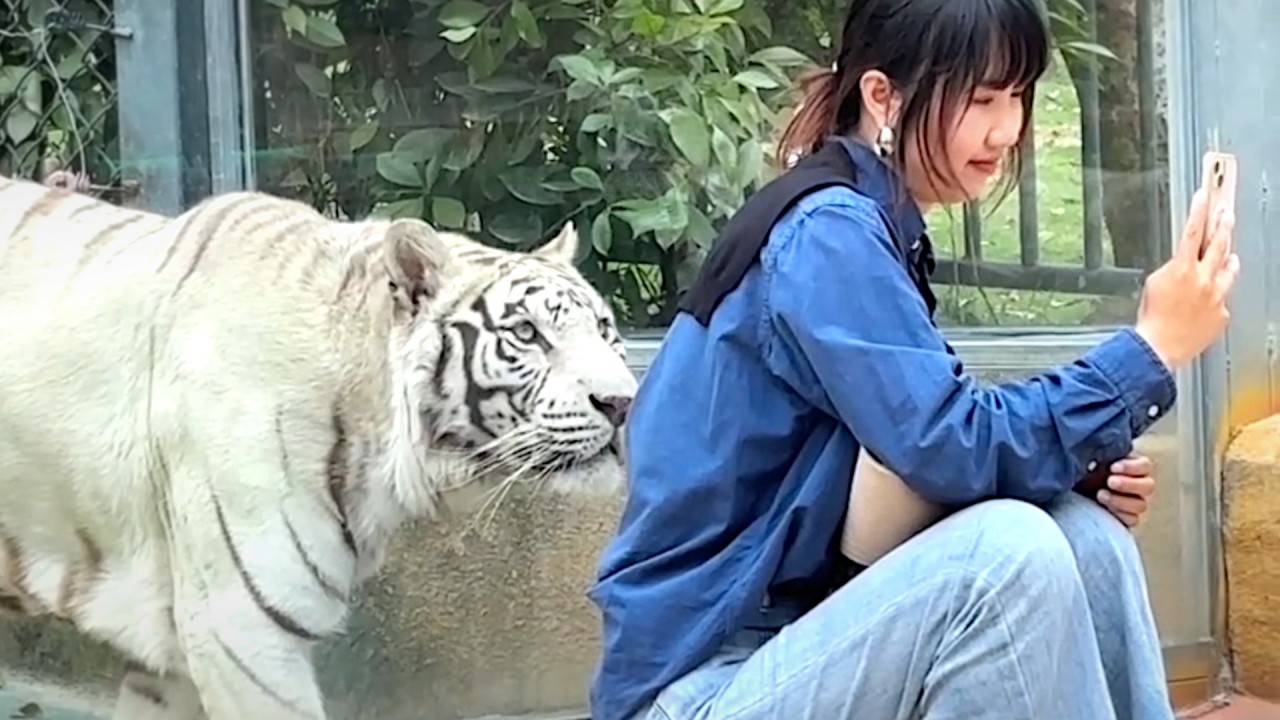 ホワイトタイガーが女の子の後ろに忍び寄る一部始終 | Watch, image size:1280x720