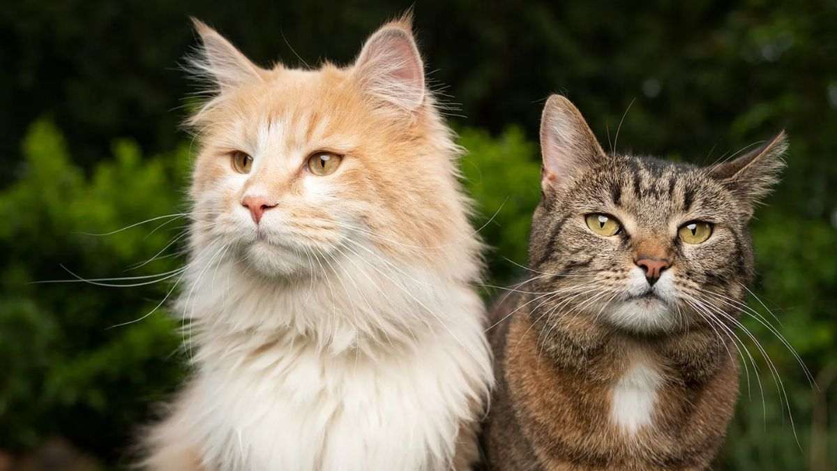 What Do You Call A Person Who Loves Cats?