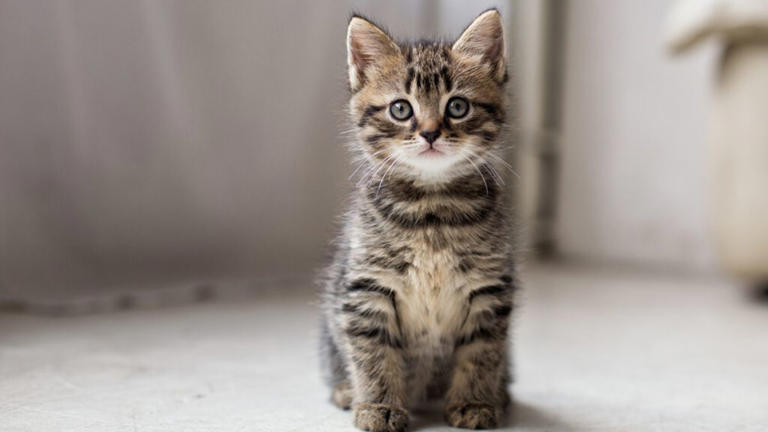 What Do You Call A Person Who Loves Cats?