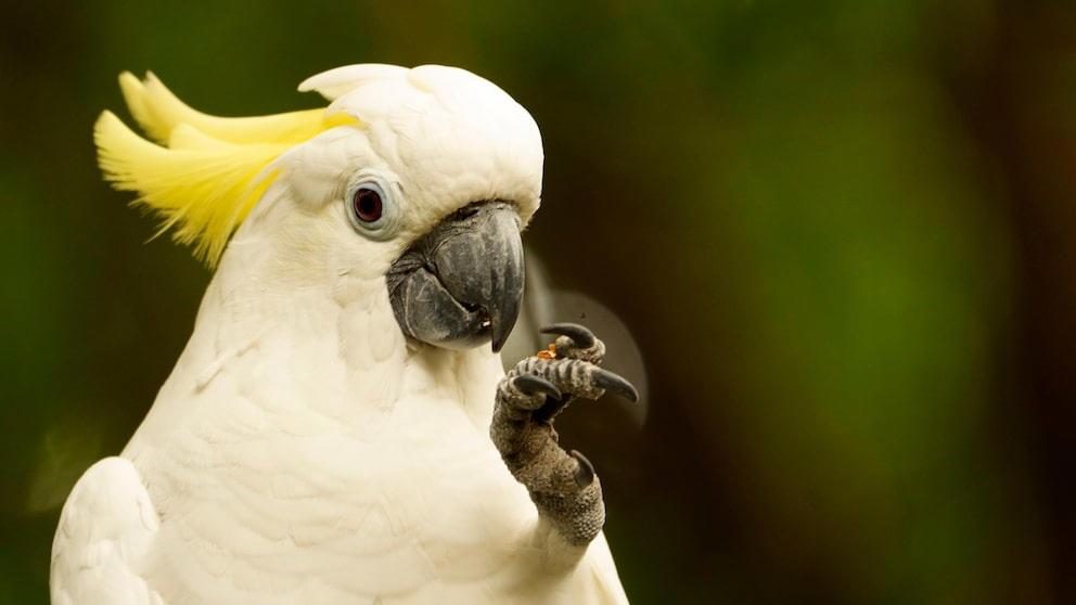 Cockatoos Impress Not Only Females With Over 30 Dance Moves Cockatoos Impress Not Only Females With Over 30 Dance Moves