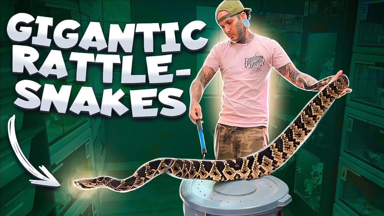 Handling Deadly Snakes – What You Need to Know