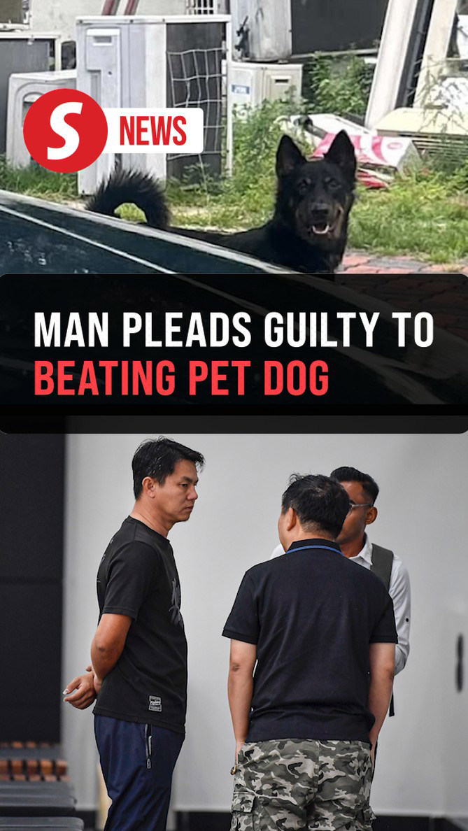 Man in viral video beating pet dog #39 Lucky #39 fined RM30 000 Man in viral video beating pet dog #39 Lucky #39 fined RM30 000