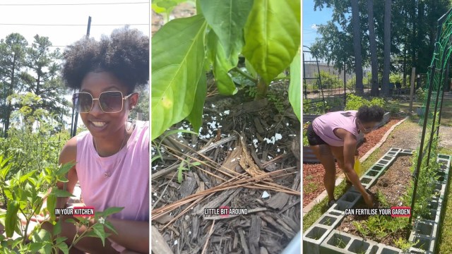Gardener reveals game-changing hack using common kitchen waste: 'Great tip'