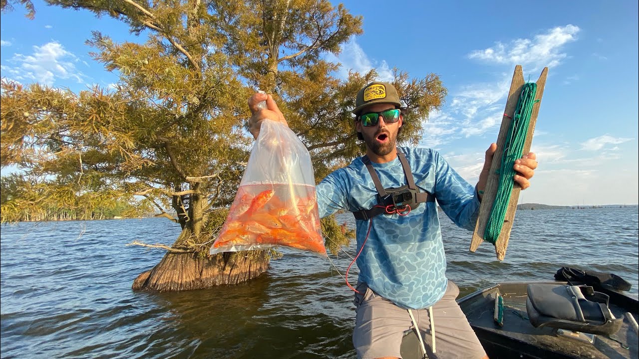 Baiting trees yields five hundred dollar catfish in draining lake