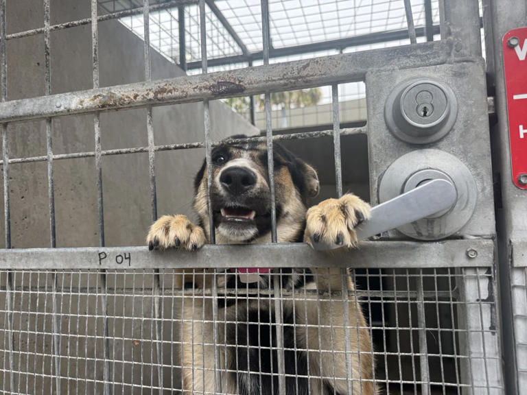 Animal shelters are full - the staffing isn't there