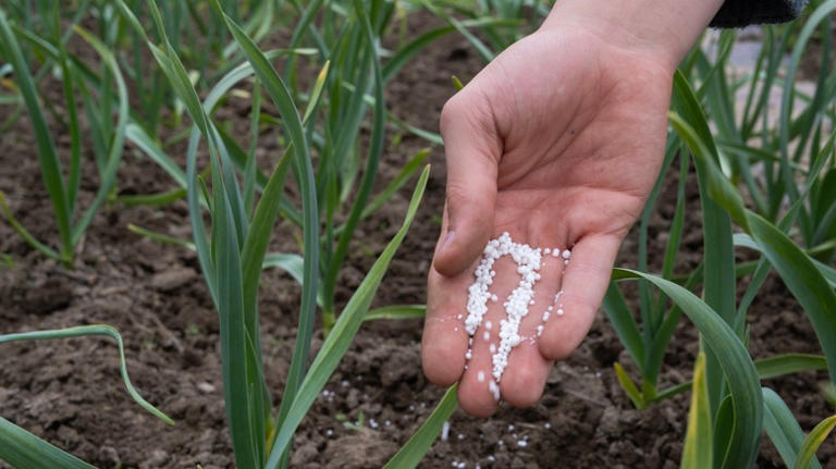 Slow-release granular fertilizer, a relatively safe choice for hot weather