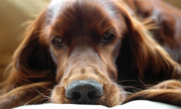 Razas de perro ideales para principiantes (y las que conviene evitar)