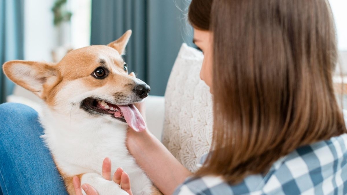 Is your dog acting strange around you 8 possible illnesses your dog