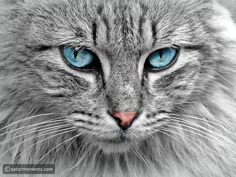 Rare Cat Breeds: Discover Exotic Feline Wonders