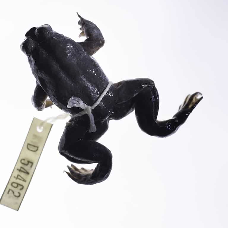 10 Frog Species That Croaked (Went Extinct)