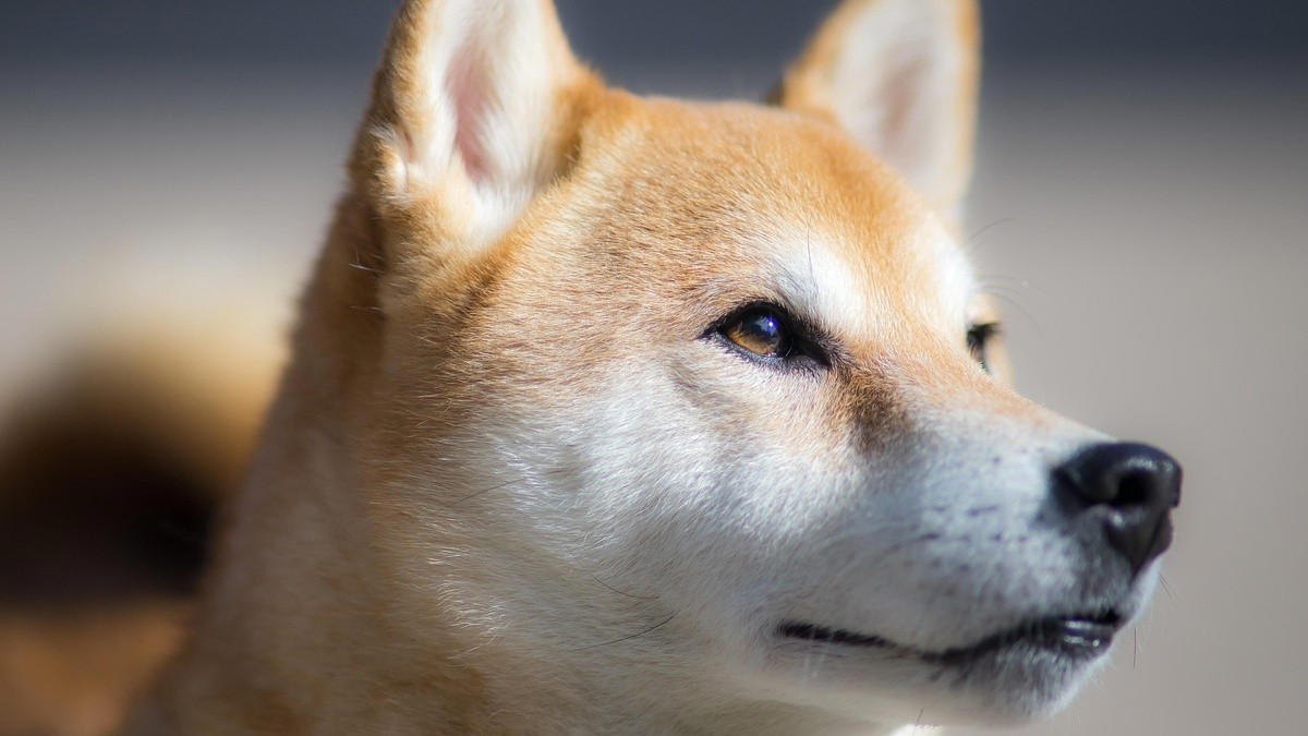 A Loving Farewell: What Your Dog Needs in Their Final Days A Loving Farewell: What Your Dog Needs in Their Final Days