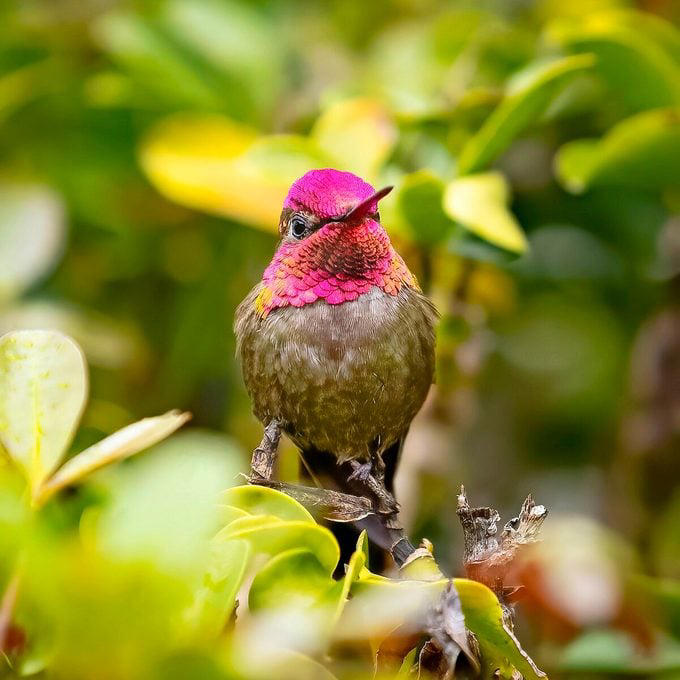 Mystery Solved: Why You Never See a Male Hummingbird