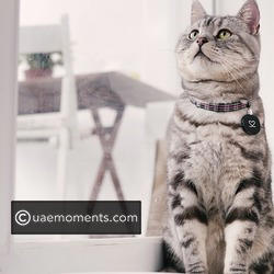 Apartment-friendly cats: The best breeds for small homes