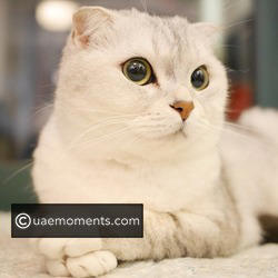 Apartment-friendly cats: The best breeds for small homes