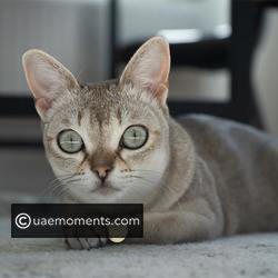 Apartment-friendly cats: The best breeds for small homes