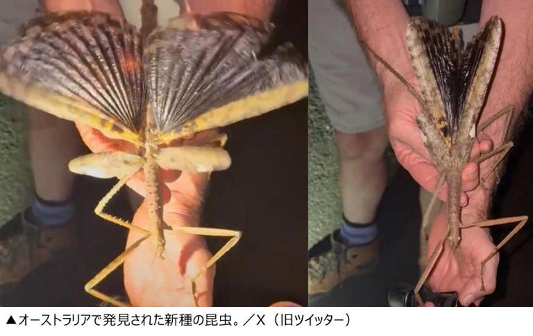 体長40センチ オーストラリアで新種の昆虫を発見